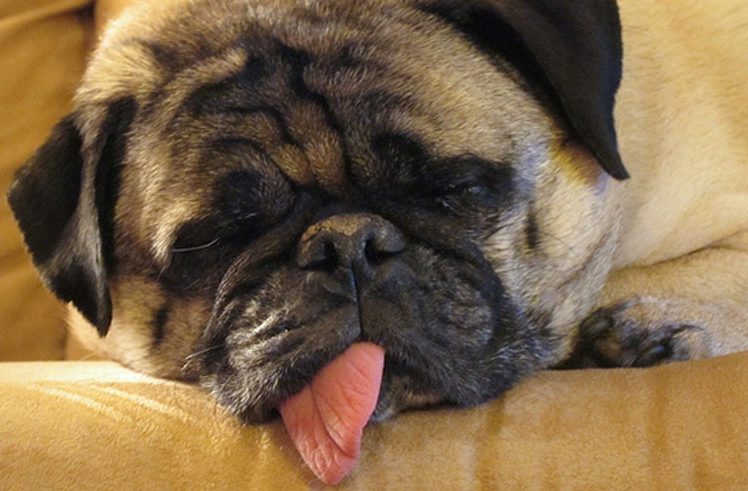 sad dog